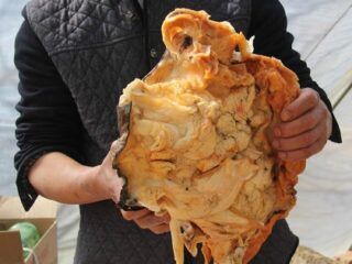 食べると不老不死になる肉塊「太歳」が発見され大騒ぎに＝中国