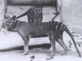 【目撃例多数】絶滅したタスマニアタイガーは、今もオーストラリア大陸で生きている!?