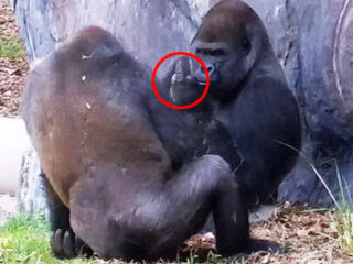 【衝撃動画】中指を立ててケンカを売るゴリラが激写される!!