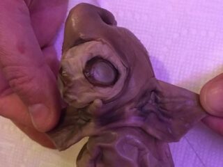 地球外生命体か？ UMAか？ 大物音楽プロデューサーが手にした謎の生物がキモすぎる！