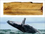 クジラの耳くそには「146年分のストレス」が蓄積されていることが判明! 世界大戦や捕鯨… 苦しみの痕跡が発覚!