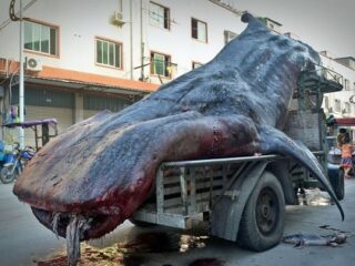 中国のトンデモ光景！ “世界最大の絶滅危惧魚”を運ぶ漁師の姿がスゴいことに…！