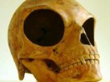 宇宙人と人間の“巨眼ハイブリッド頭蓋骨”が超ヤバい! 中世秘密結社「ペガサスの光教団」と関連か?