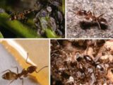 “食えるものなら何でも食う”驚怖の侵略生物が日本を襲う!!  「アルゼンチンアリ」が生態系を破壊、経済に大打撃!?