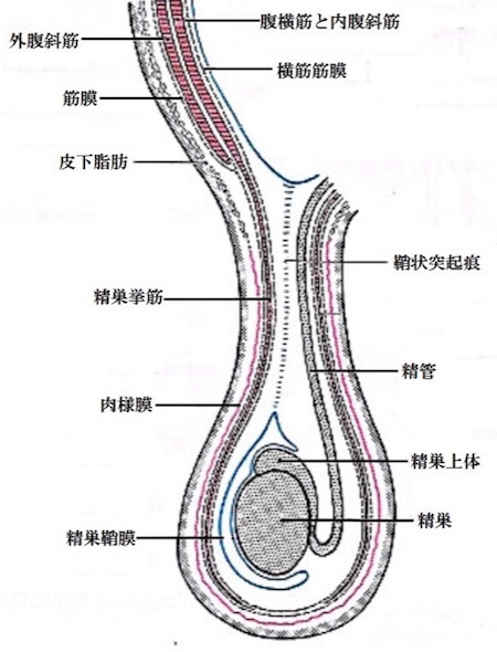 日本一詳しい「キ●タマの実体」！ 金玉は本当に急所か、無敵の金玉、玉ヒュンの科学…亜留間次郎が徹底解説！の画像2