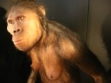 “ひ弱なサル”の近親交配が人類を生んだ!? 科学者「障がいや奇形こそ進化に重要な役割」