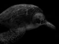 水族館の生き物は、本当に生きていると言えるか? 写真家、馬場智行が迫る「魚たちの暗闇」
