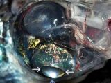 【新種】4つの目と360°の視界を持つ魚「グラスヘッド・バレルアイ」!! 地球上の生物とは思えない衝撃的姿!!