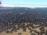 突然、数百万匹のカブトムシが海岸に降り注ぐ怪奇現象発生! UFOが投棄した可能性=アルゼンチン
