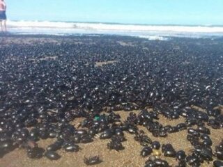 突然、数百万匹のカブトムシが海岸に降り注ぐ怪奇現象発生！ UFOが投棄した可能性？＝アルゼンチン