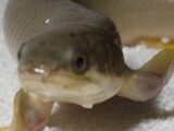 【進化の謎】8カ月間の訓練で魚が陸上歩行!? 水中から陸上生活に移行するプロセスが実験で明らかに!!