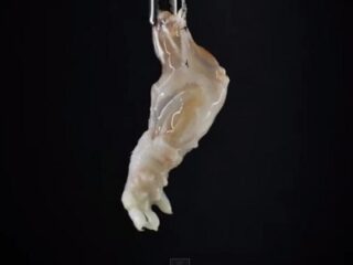 【世界初】死んだマウスの前足を生き返らせて移植 ― 「脱細胞化」移植手術の驚異