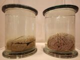【哲学】現実は「水槽の中の脳」が見ている夢だった! デカルトとカントも唱えた「シミュレーション仮説」の真実性とは?
