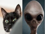 【猫の日】ネコが「宇宙人が送り込んだスパイ」である決定的証拠2つ! UFOに乗り込む衝撃映像、飼い主監視…!