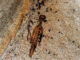 NASAはどう解釈する? 古代インドの岩絵に描かれた宇宙人と、村に伝わるアブダクション伝説!