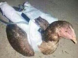 武器不足のイスラム国が“自爆チキン”を開発？手作り化学兵器や放射能汚染兵器が使われる可能性も？