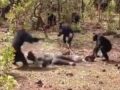 チンパンジーが“痴情のもつれ”で集団リンチ！ 股間を噛みちぎって殺害する犯行現場が撮影される