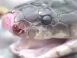 【動画アリ】切り落としたコブラの生首に噛み付かれて男性死亡!=中国