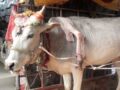 肩から「5本目の足」が生えた牛!!　飼い主とインド全土を巡る旅に出た意外な理由とは……!?