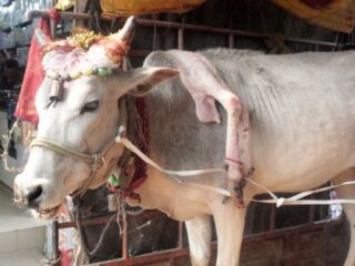 肩から「5本目の足」が生えた牛!!　飼い主とインド全土を巡る旅に出た意外な理由とは……!?