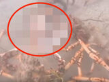 【衝撃動画】カニの大群がタコを集団リンチ、引き裂きの刑に! 理学博士「非常に珍しい残虐光景」
