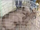 体毛のない肌と鋭いツメ、凶暴で怪力…!! 謎すぎる怪物の正体めぐり激論=中国