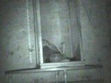 【動画】ケースに封印された「呪われた人形」が動く瞬間! 研究歴17年の美女調査官が捉えた衝撃映像とは?