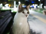 500匹以上の連続殺“猫”鬼が出現中! 猫を“切り刻んで”殺害しまくる「M25シリアル・キャット・キラー」の謎!=英