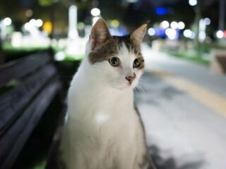 500匹以上の連続殺“猫”鬼が出現中！ 猫を“切り刻んで”殺害しまくる「M25シリアル・キャット・キラー」の謎！＝英