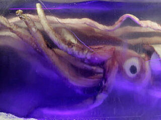 ダイオウイカの出現は大地震の前兆か？2月、3月の地震に注意？