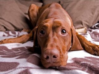 米で話題の「犬を食べることについての議論」が深く考えさせられる ― なぜ、犬はダメなのか？