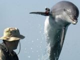 【ウクライナ危機】露、鍛えぬかれた「戦闘用イルカ」を入手! 米イルカと黒海で衝突!?