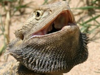 性転換したメスの方が、本来のメスよりモテる！ トカゲ界の驚異が発覚！