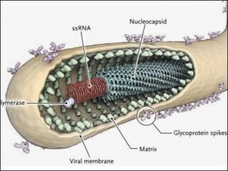エボラ生物兵器説？ ― 秘かに囁かれる驚愕の事実と大国の野望