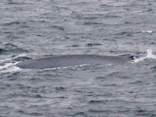 「絶滅の危機」なんて真っ赤なウソ？シロナガスクジラの目撃相次ぐ!!