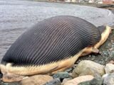 巨大クジラの死体が人間を襲う!? ビーチに打ち上げられた60トンのクジラに町民は戦々恐々!