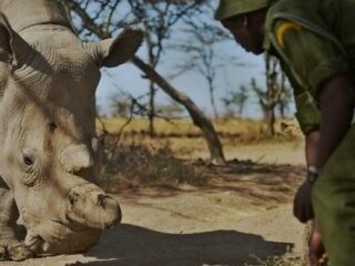 地球上の生物の絶滅スピードが1000倍加速していることが判明！ 専門家も警告、“決断”が求められる異常事態！