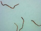 空から無数のミミズが降ってきた!? 「ファフロツキーズ現象」発生!!=ノルウェー