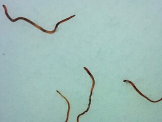 空から無数のミミズが降ってきた？「ファフロツキーズ現象」発生!!＝ノルウェー