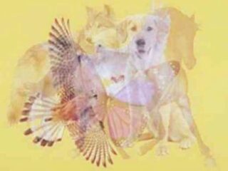 【心理テスト】“最初に見えた動物”でわかる「アニマル性格診断」であなたの価値観が判明！的中率抜群で戦慄するレベル