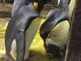 ゲイペンギンのカップルが育児放棄された子ペンギンを保護! あまりの生産性に飼育員も感動、2人の優しさについて語る!