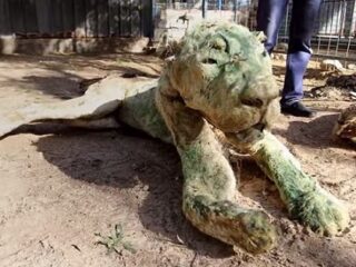 ミイラ化した動物園 ― 人間だけではない紛争地区の悲しい光景＝ガザ地区