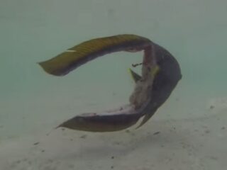 【衝撃動画】“頭だけになった”魚が泳ぎ続ける戦慄の光景!!