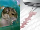 ハムスターは完全に地震発生を予知することが判明!! アノ回数が増えまくっていたら… すぐに大地震が来る!?