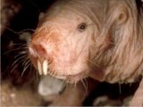 まったく老化しない奇妙な生物「ハダカデバネズミ」に隠された長寿の仕組みとは?