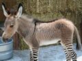 異種交配で生まれたハイブリッド動物たちは神への挑戦なのか？