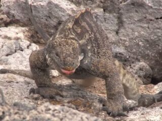 地球温暖化によってハイブリッド動物が増加！繁殖能力ないイグアナも？