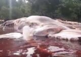 【衝撃動画】インドネシアに正体不明の15mのドロドロ流血死骸が漂着!! 巨大イカの予言的中か、理学博士が緊急解説!
