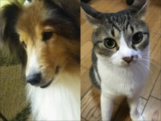 イヌ・ネコに美輪明宏「ヨイトマケ」を聴かせた結果！ 奇跡の美輪効果が明らかに？