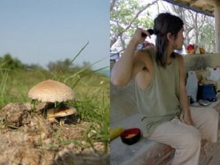 沖縄・石垣島は「ドラッグの聖地」だった！ コミューン内ではマジックマッシュルームの自給自足も…徹底取材！